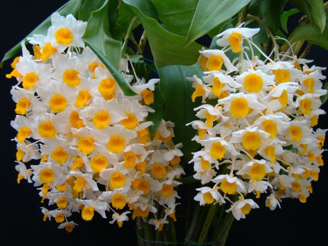Orchidea különlegesség