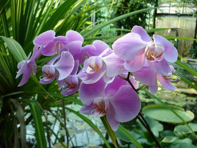 Orchidea a lakberendezésben