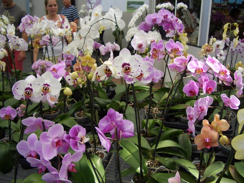 Orchideák lilák