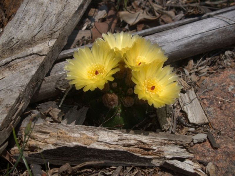 Sárga kaktusz virág