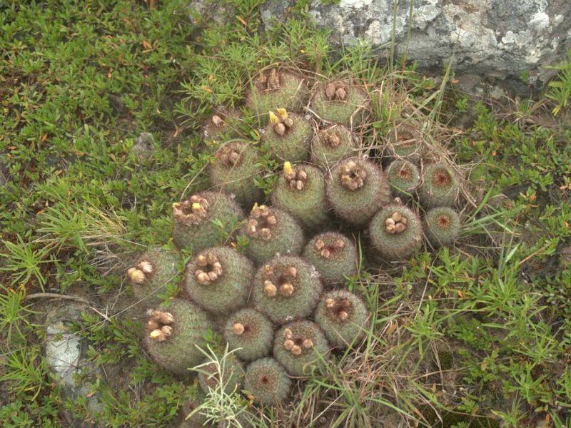Dél-Amerikai kaktusz fajta