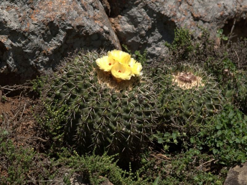 Virágzó kaktusz sárga virággal