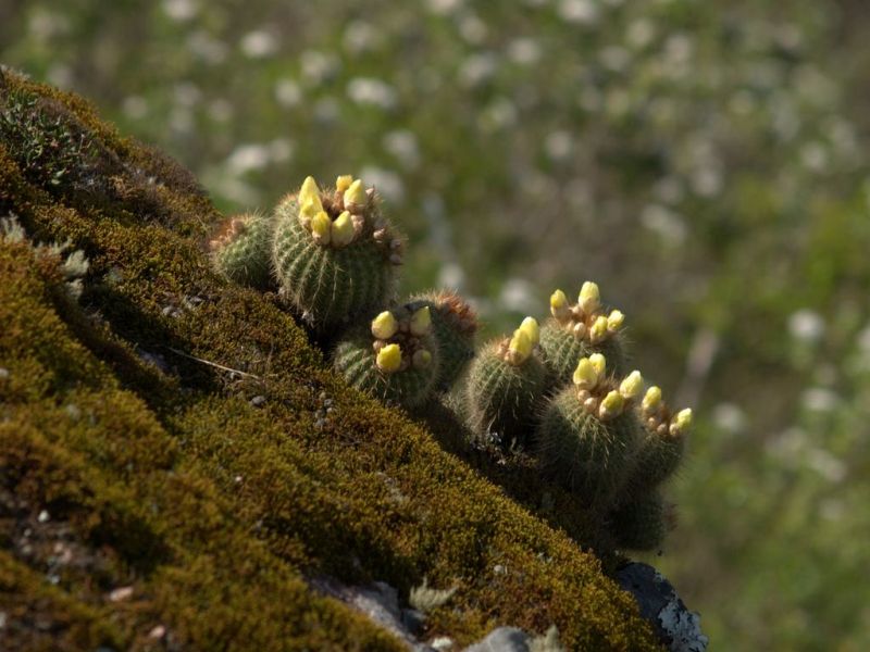Kaktusz virágbimbó