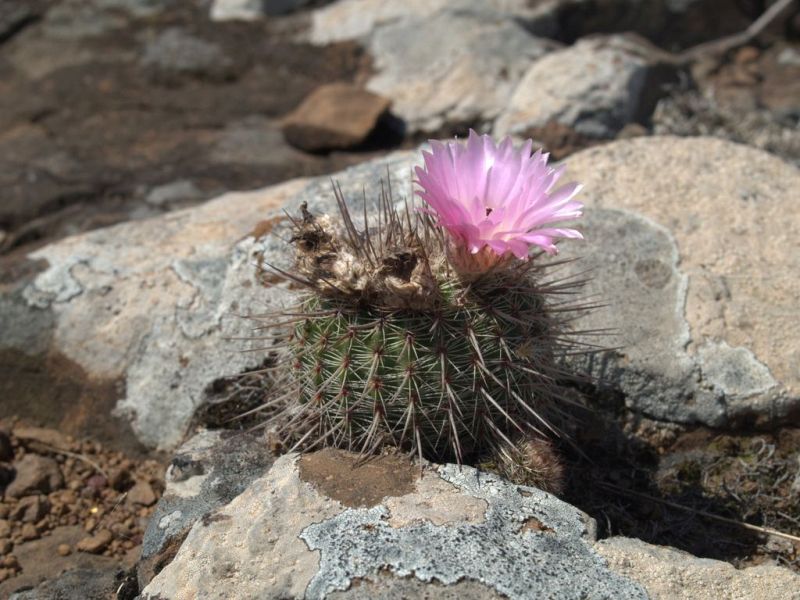 Tüskés kaktusz virágzás Lakberinfo