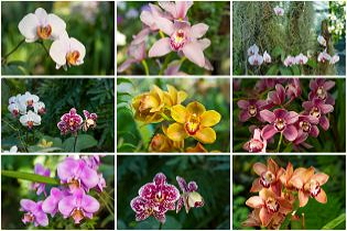 11 tipp, hogy a tiéd legyen a környék legszebb orchideája!