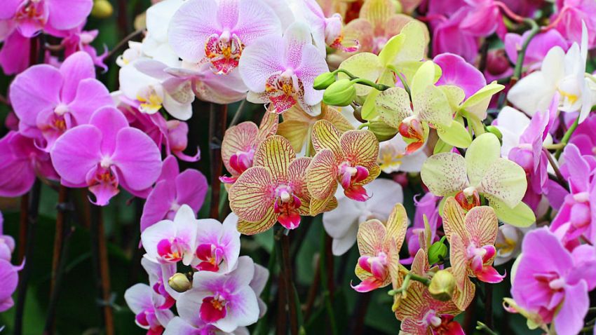 Orchidea kompozíció