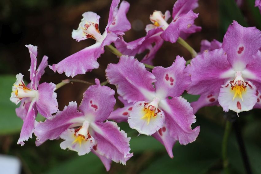 Orchidea extra virágokkal