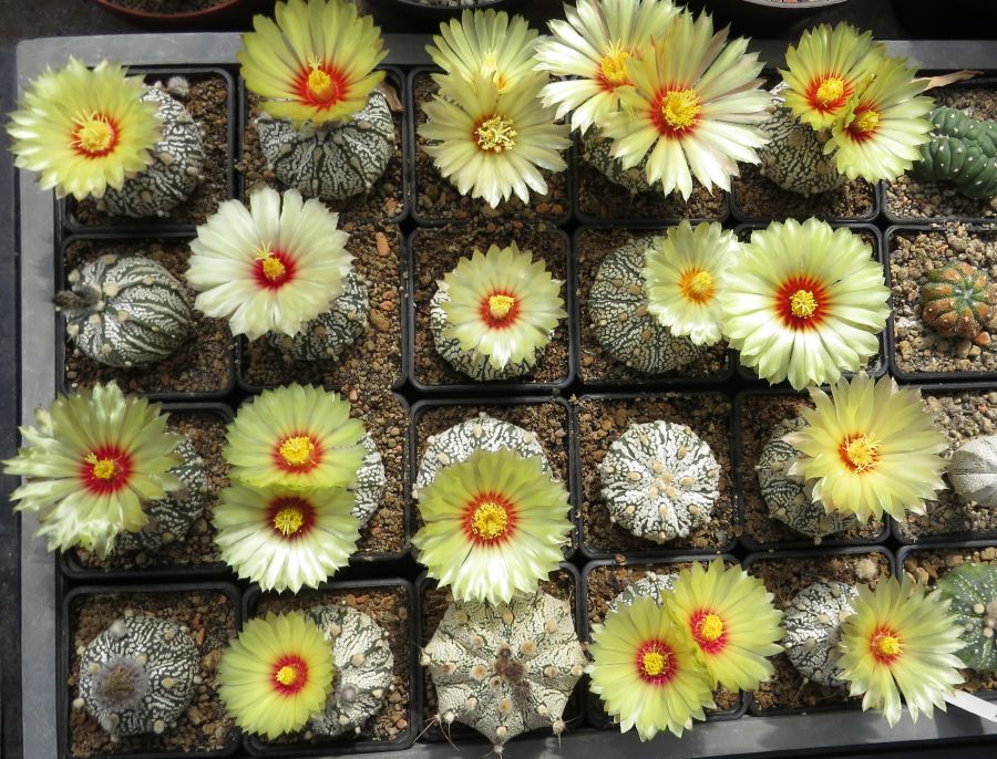 Astrophytum hibrid kaktuszok
