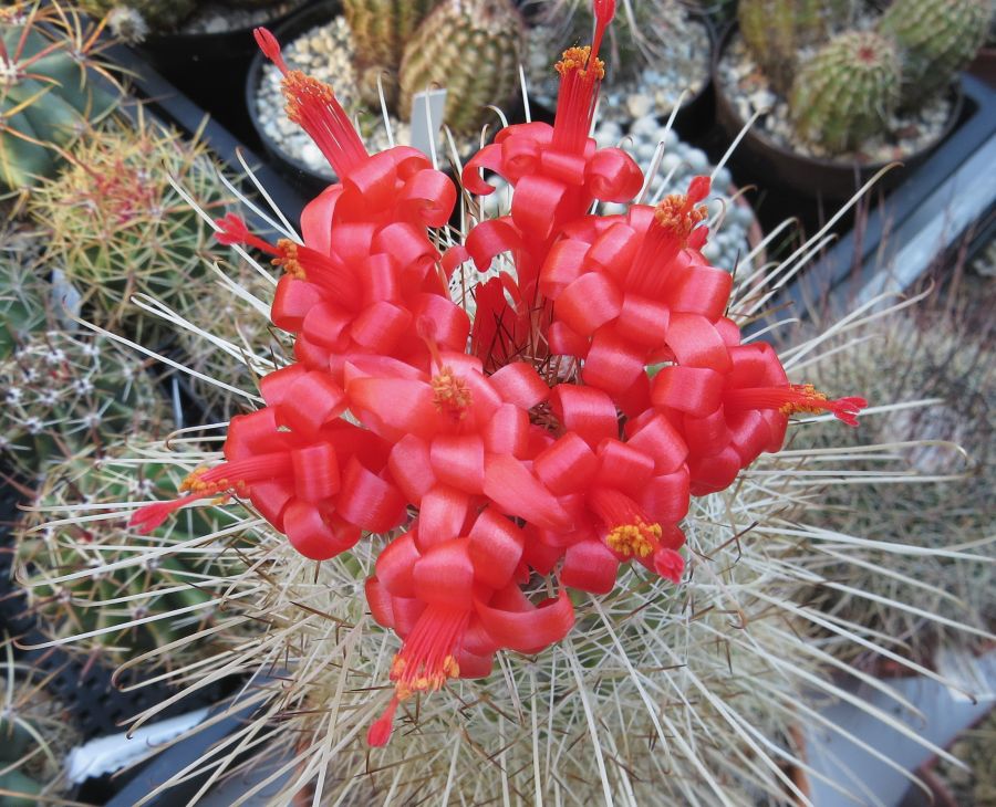 Mammillaria setispina kaktusz
