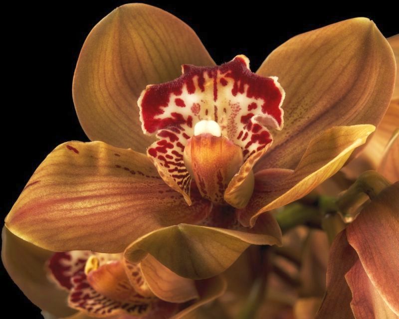Barna Orchidea
