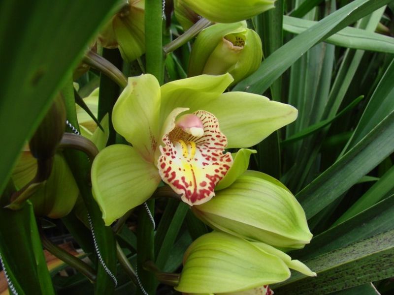 Zöld Orchidea