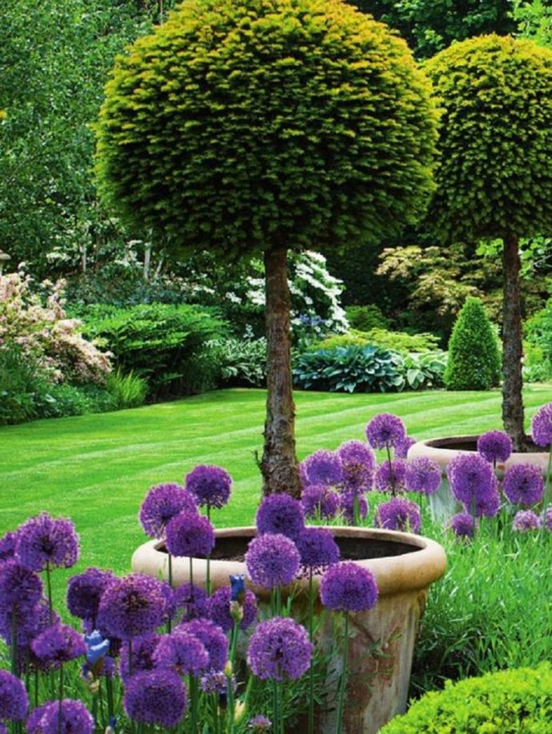 Gömb alakú lila növények