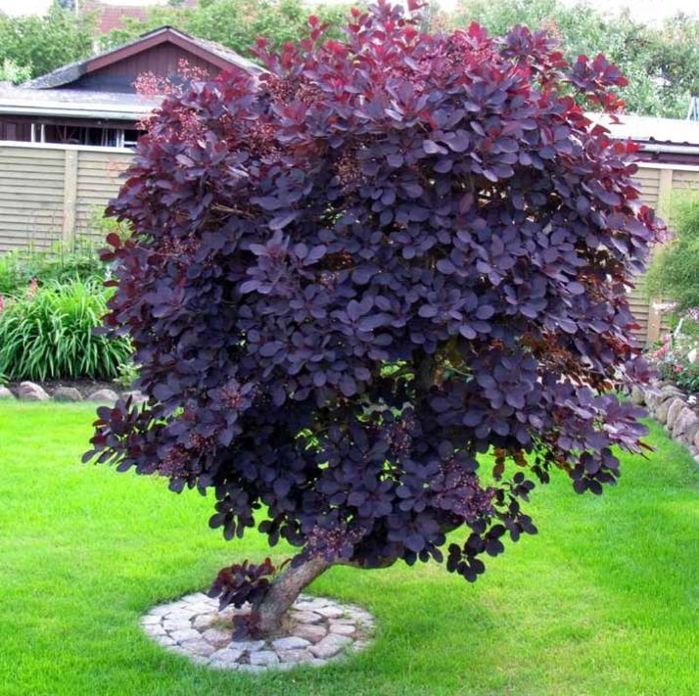 Szoborszerű fa a kert közepén