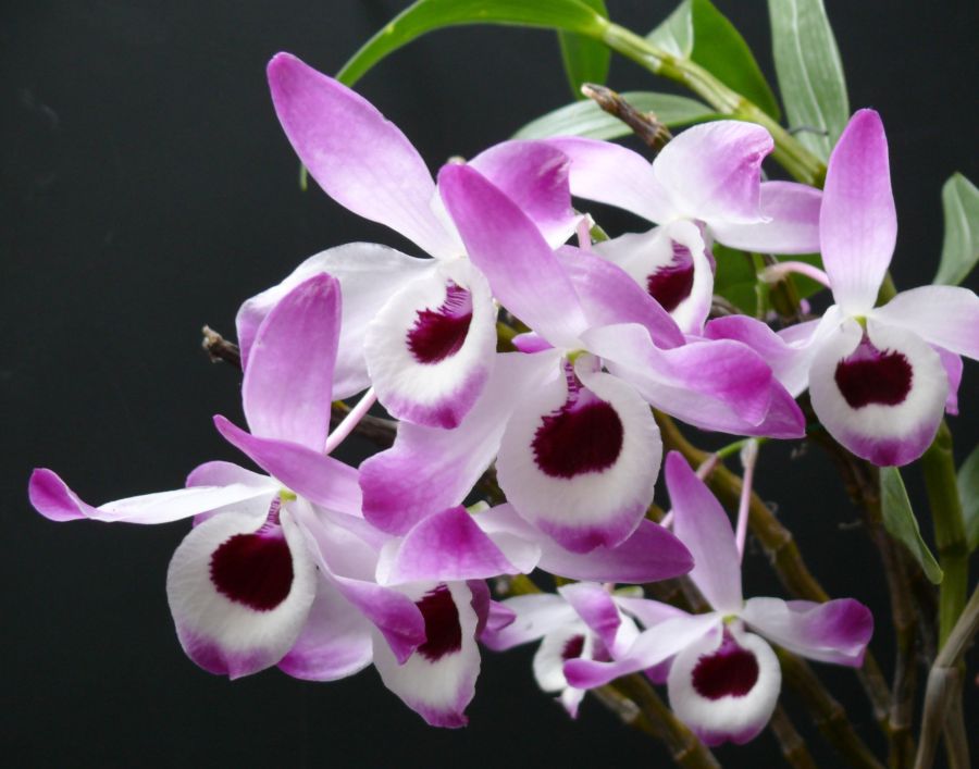 Dendrobium lila színben 