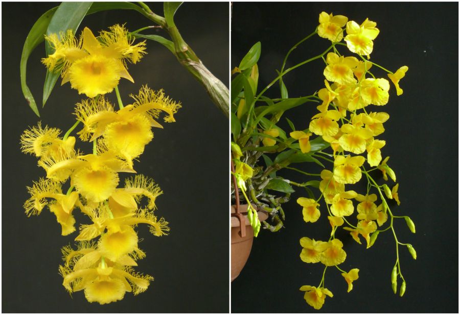 Dendrobium sárga színben