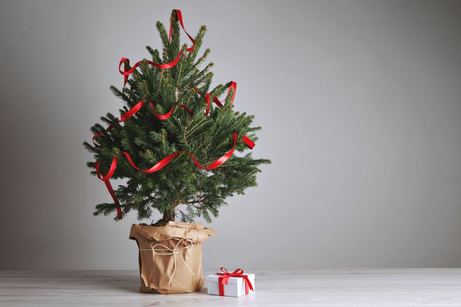 Élő cserepes, földlabdás fenyőfa, karácsonyfa