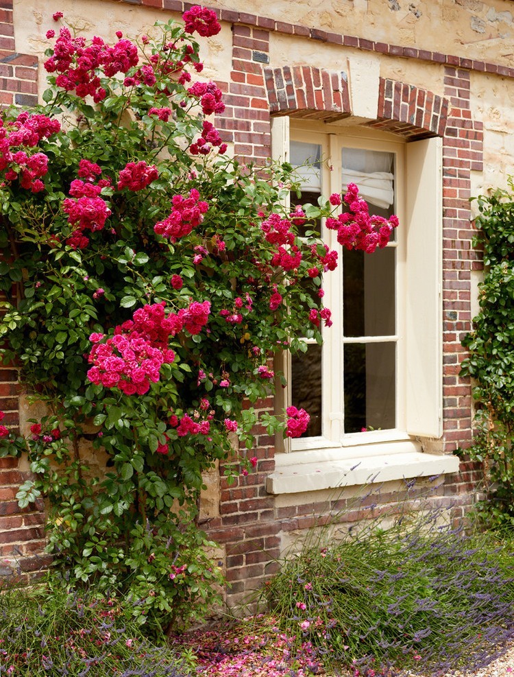 Rózsabokor egy francia ház udvarán
