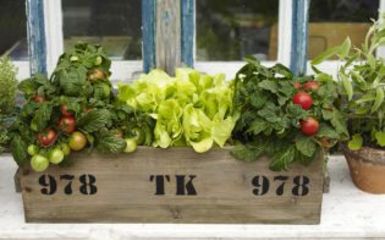 Friss zöldséget és fűszert az erkélyről - Készíts saját minikertet