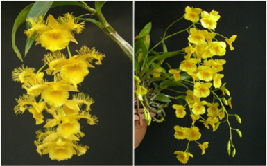 Dendrobium - Ezernyi forma, milliónyi szín