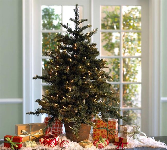 Élő dézsás vagy gyökeres fenyőfa karácsonyfa kiültethető