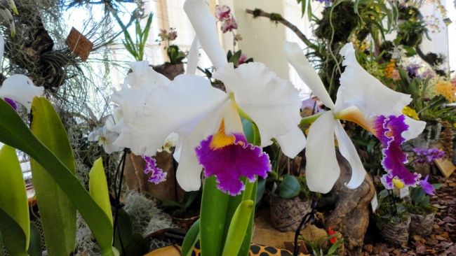 Orchidea tavaszi kiállítás a Vajdahunyadvárban