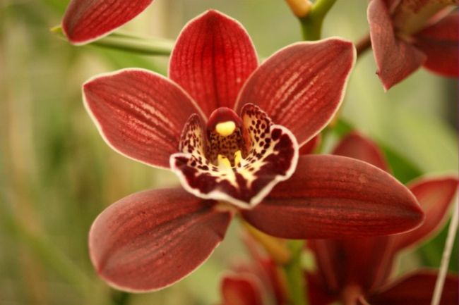 Vörös Orchidea