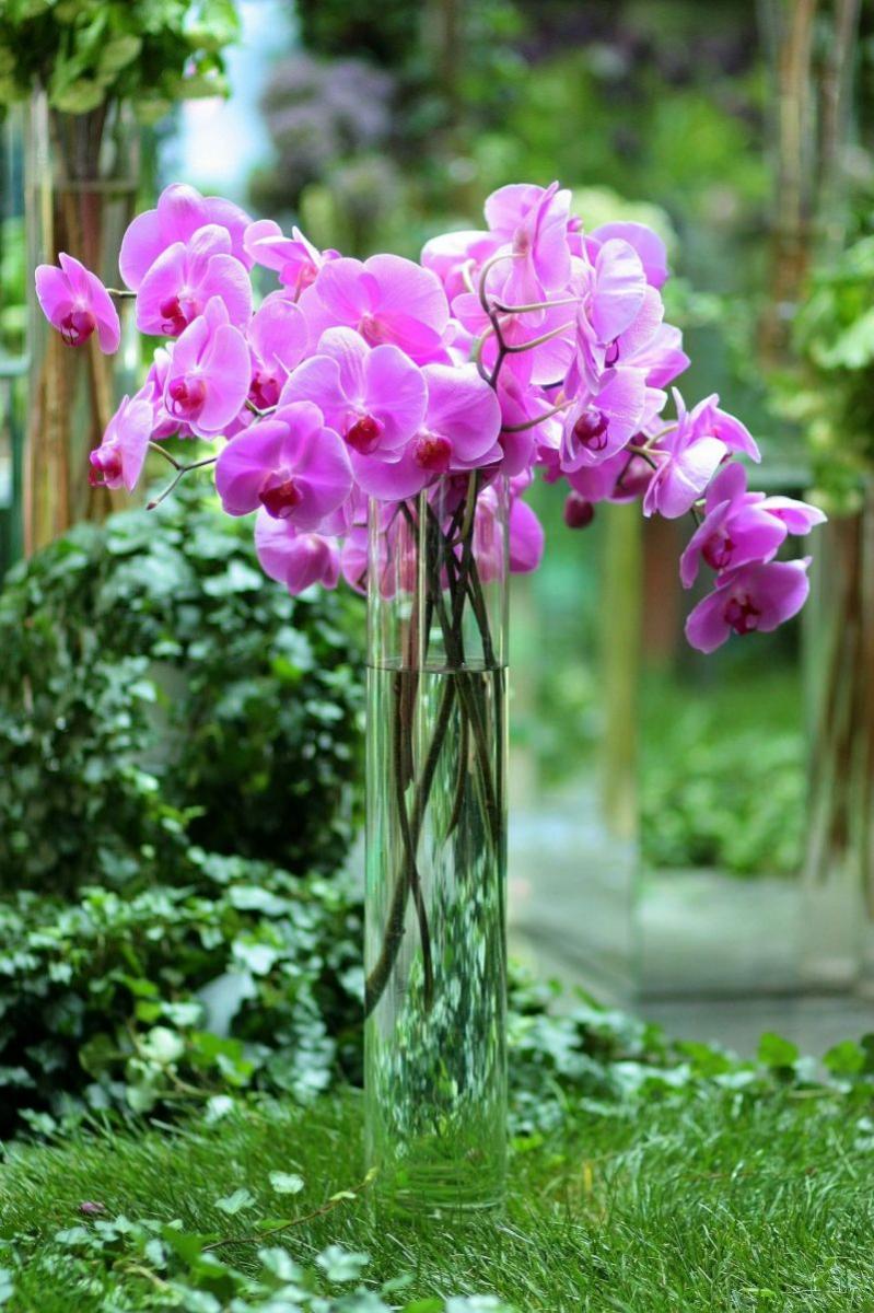 Orchidea lakberendezéshez