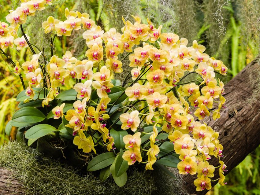 Sárga orchidea