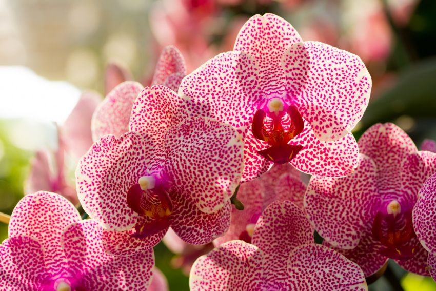 Gyönyörű orchideák