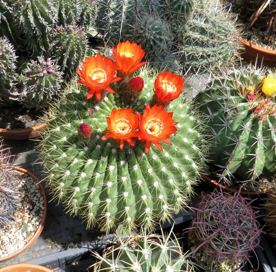 Echinopsis bruchii kaktusz