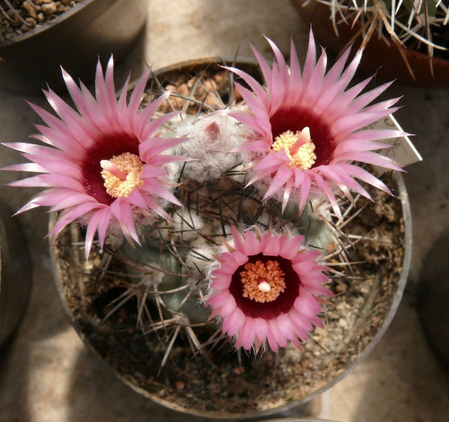 Pyrrhocactus megliolii kaktusz