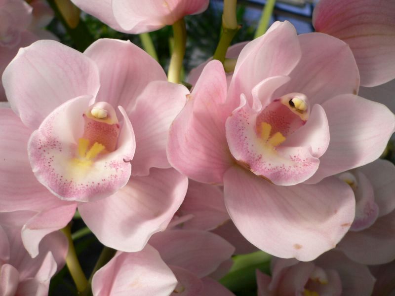 Rózsaszínű orchidea