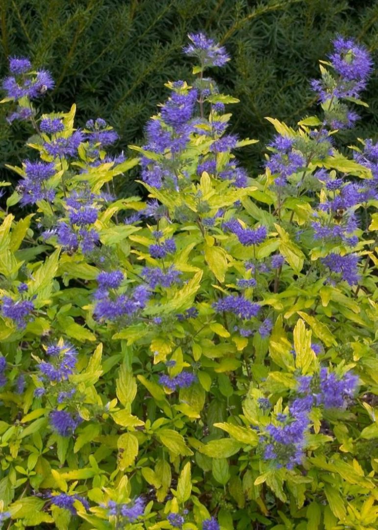 Kékszakáll növény