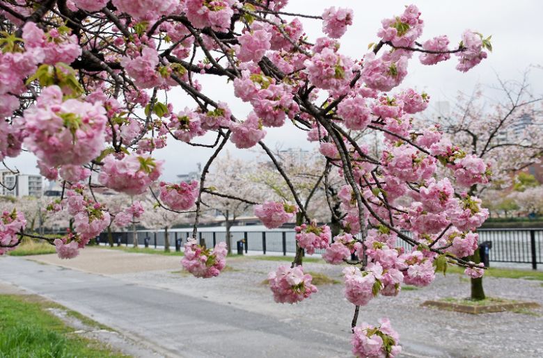 Japán díszcseresznye fa virágai