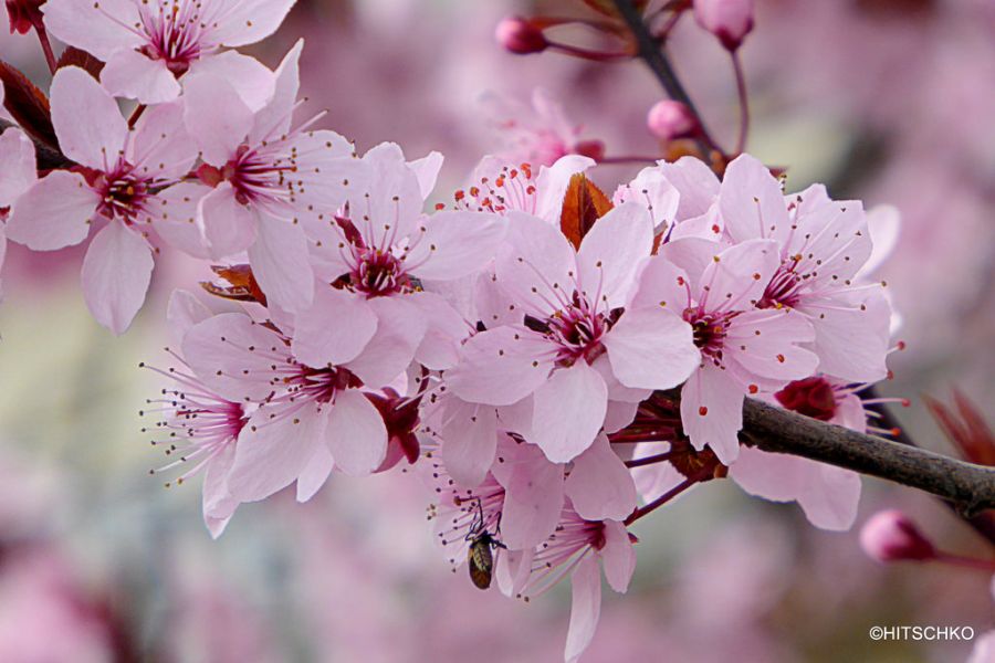 Japán díszcseresznye fa virágszirmok