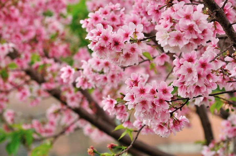 Japán díszcseresznye fa gyönyörű virágok