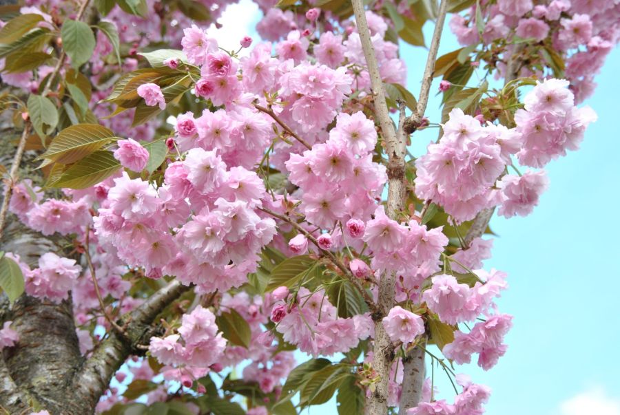 Japán díszcseresznye fa szirmok és virágok