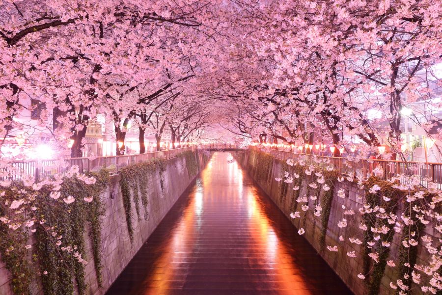 Sakura ünnep Japánban 