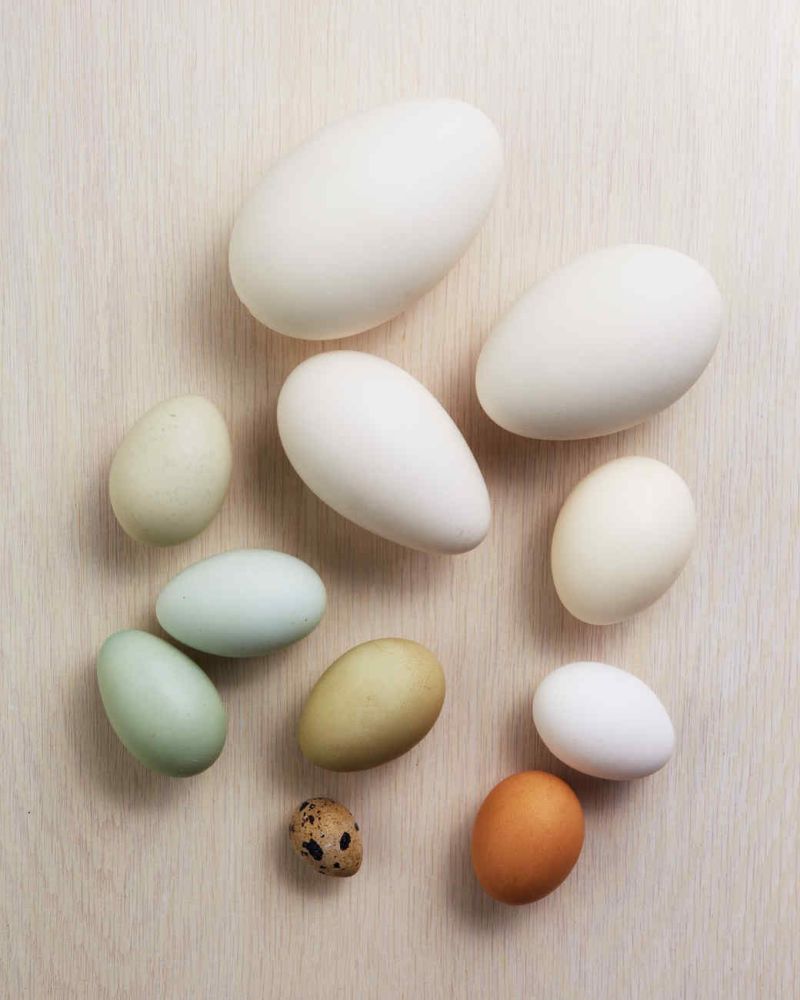 Alap tojások