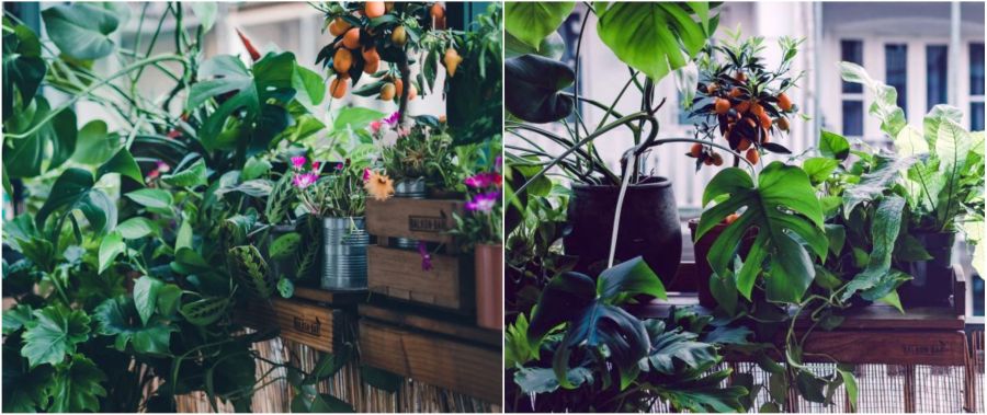 Urban jungle szobai növények