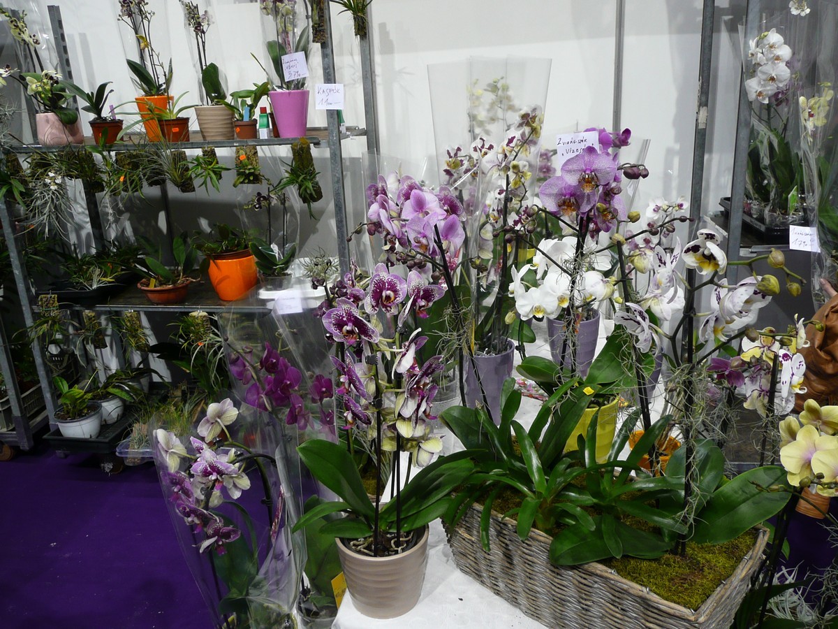 Orchidea kiállítás a Gardenexpon