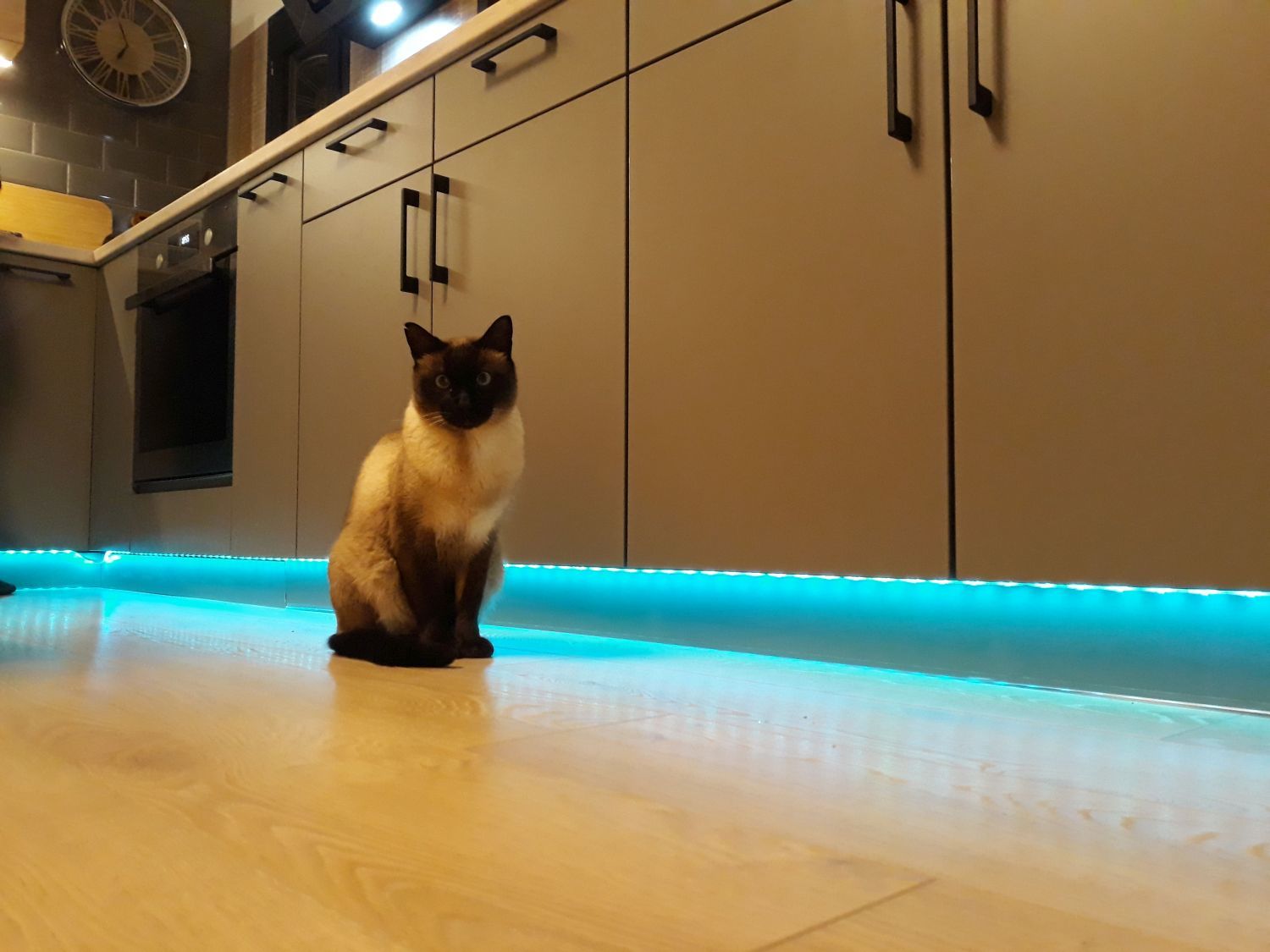 Angus cica a konyha led fényében