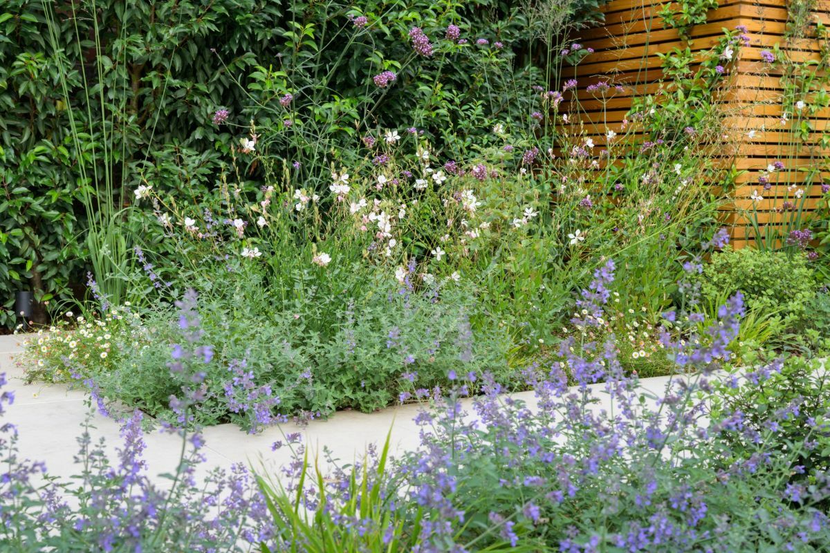 Mezei virág több színben