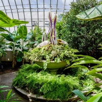 Trópusi növény különlegességek