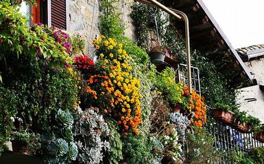 Növénydekoráció teraszra, erkélyre