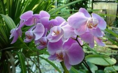 Hétvégén újra várja látogatóit az orchidea és bromélia kiállítás