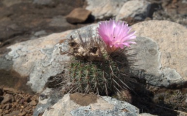 A pampák virágoskertje - Országos Tavaszi Kaktuszkiállítás és vásár a Füvészkertben