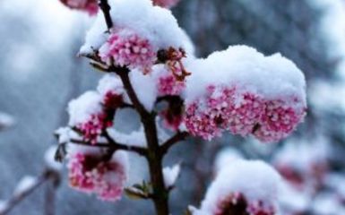 7 télen virágzó növény, amely megszépíti kertedet a hideg hónapokban