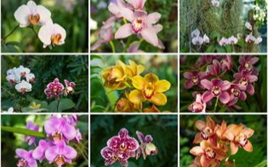 11 tipp, hogy a tiéd legyen a környék legszebb orchideája!