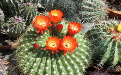 A virágzó sivatag növényei a Füvészkertben